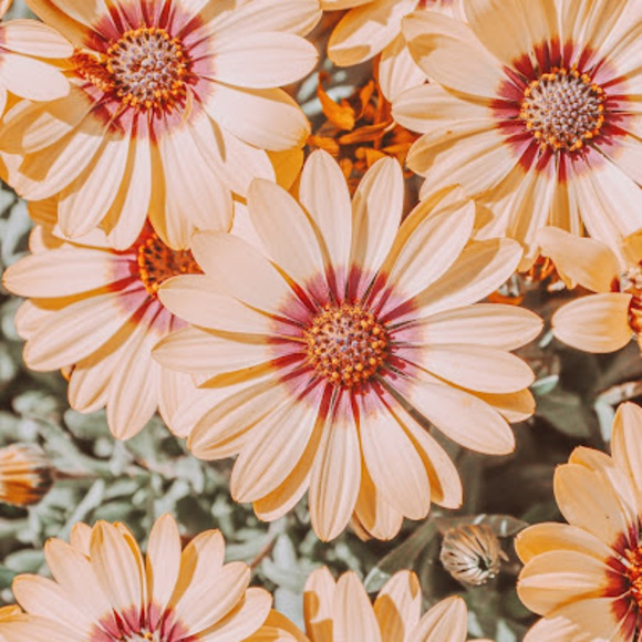 Meet your Posher, Emily - Picture 1 of 1